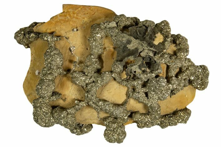 Golden Pyrite on Limonite Clay - Pakistan #337941